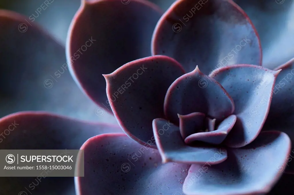 Succulent Leaves in Close-up, purple color