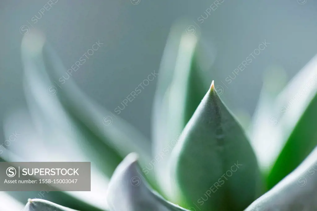 Succulent Leaves in Close-up