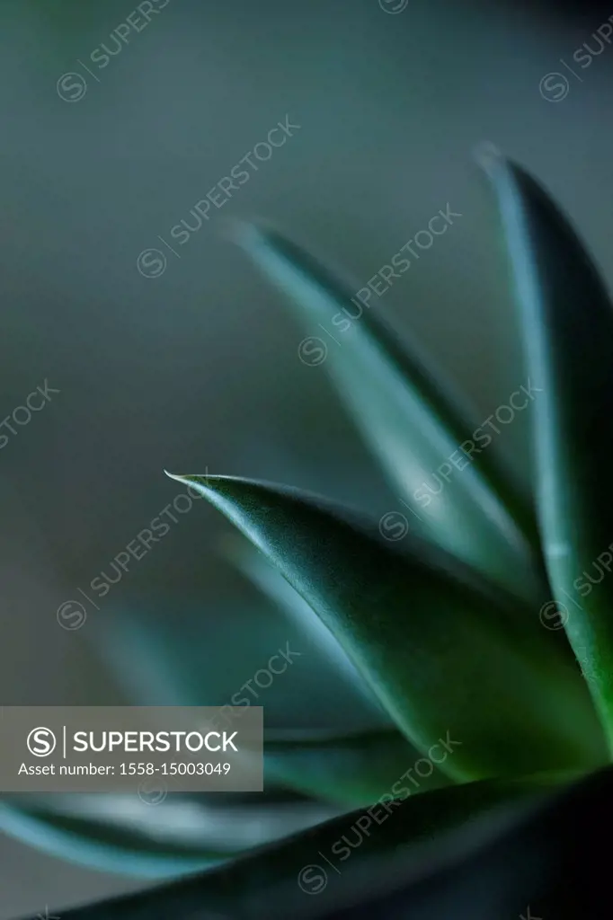 Close-up of Succulent Leaves, green color