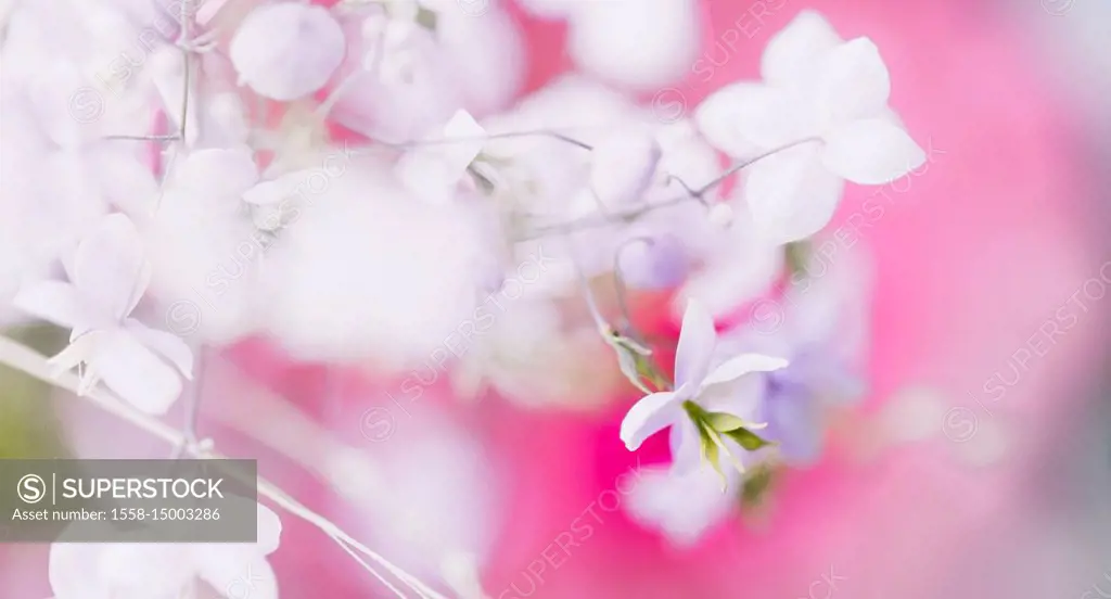 small blossoms, close-up - pastel colours, soft and romantical,