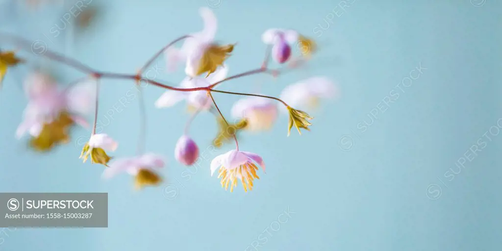 small blossoms, close-up - pastel colours, soft and romantical,