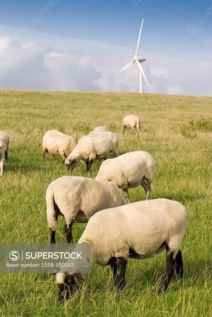 Germany, Lower Saxony, wind_park ´Wybelsumer polders´, close to Emden, dike, sheep,