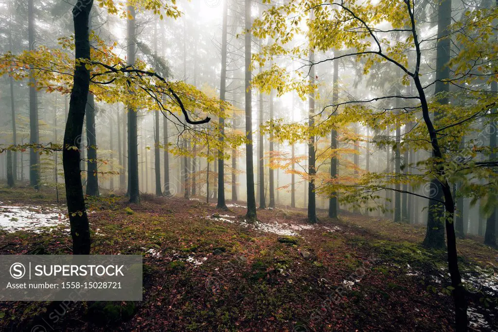 Boubin, in German 'Kubany' primeval forest in the Czech Republic in autumn fog