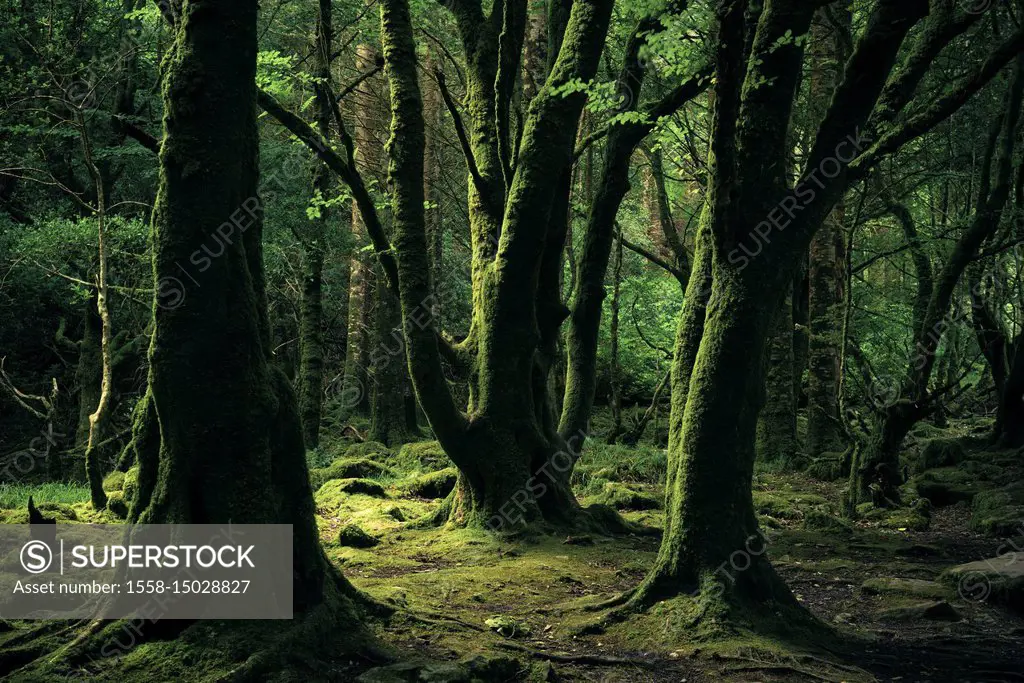 Old beech trees in Killarney National Park, Kerry, Ireland