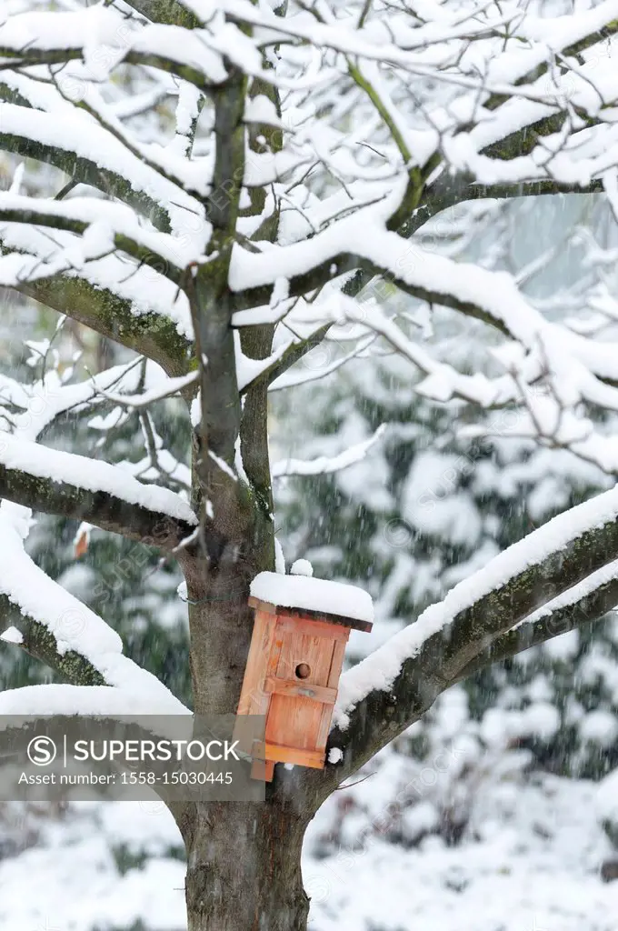 Nesting box on a chestnut during snowfall in winter.