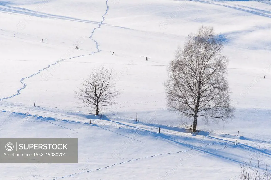 Landscape in winter with snowshoe trails and sun, Gersfeld, Rhoen Mountain, Hesse, Germany