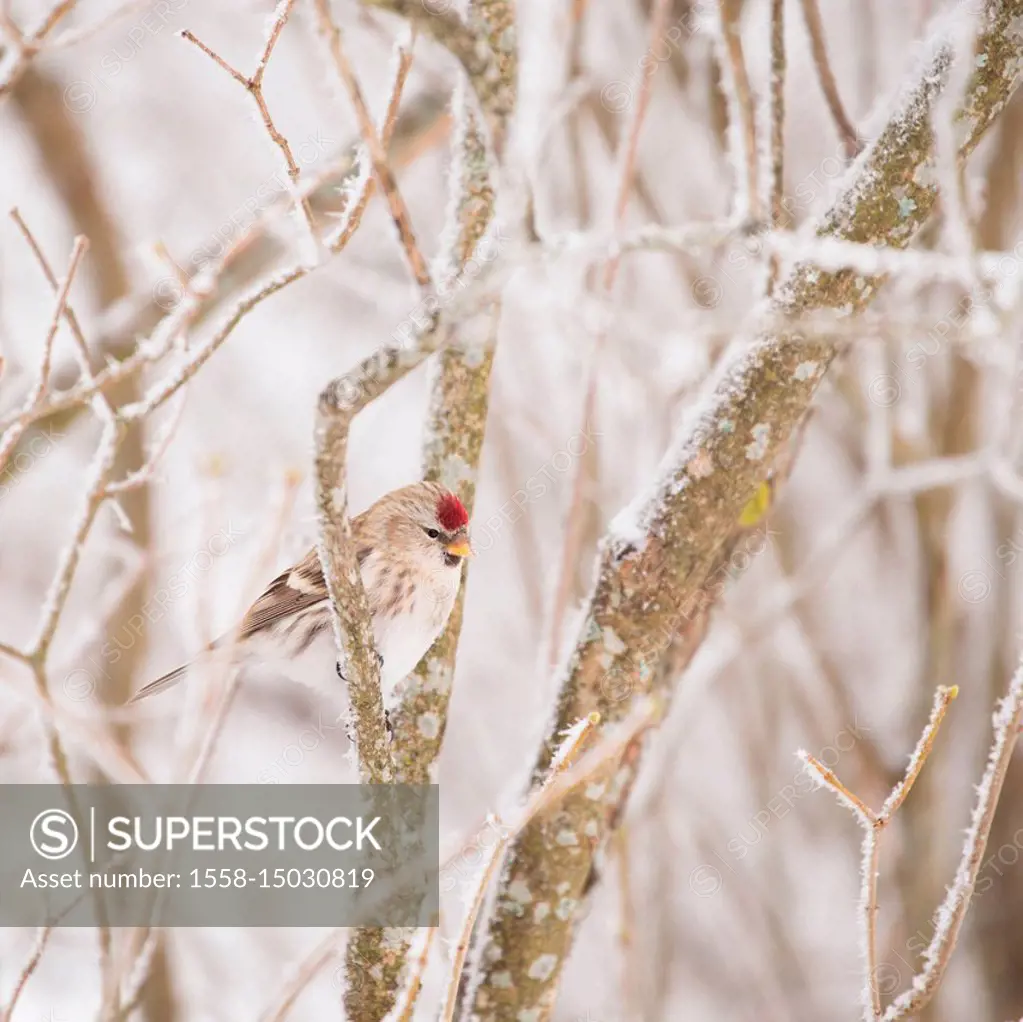 Common Redpoll bird sits on a branc