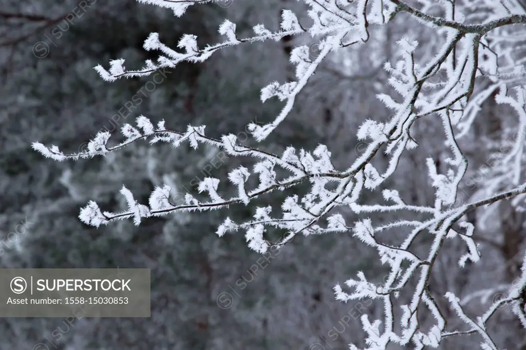 Frozen rowan branches covered with thick white hoarfrost, dark blurred background