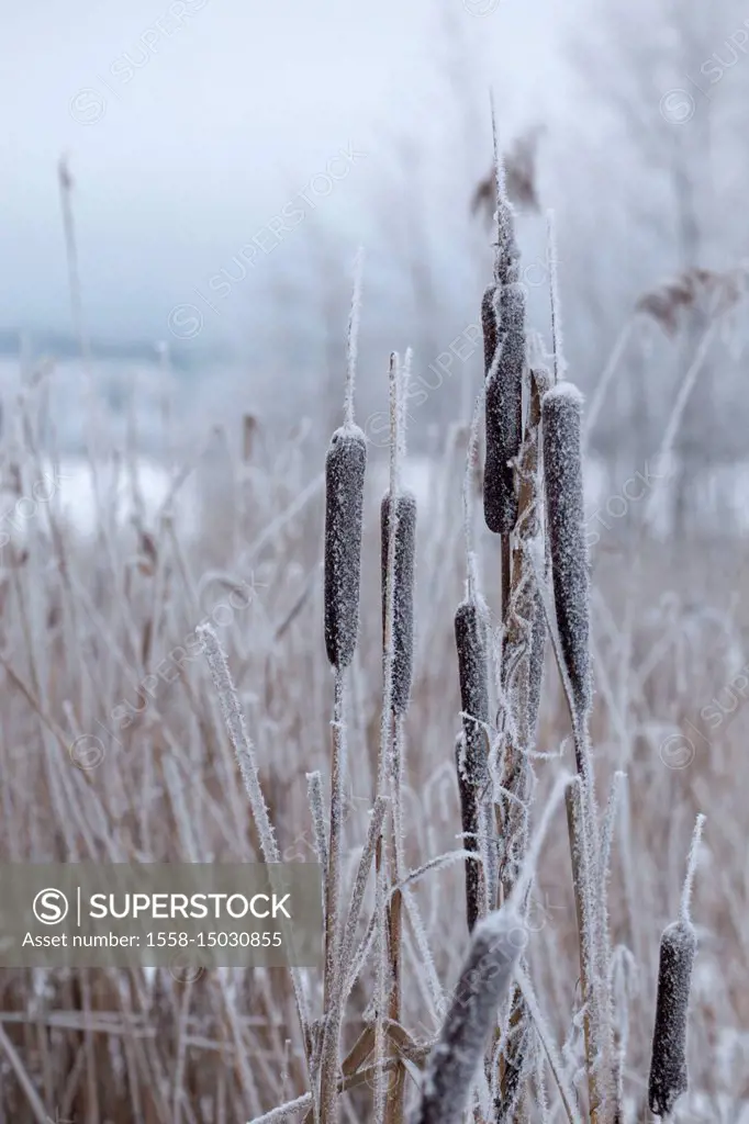 Frozen bulrush plants, covered with hoarfrost, blurred background