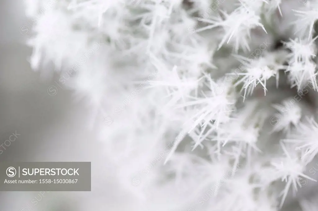 Closeup of frozen pine branch, covered with thick white hoarfrost, blurred background