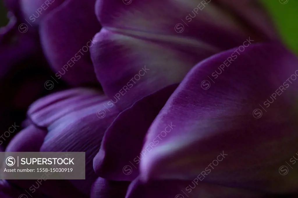Close-up of ultraviolet tulip petals