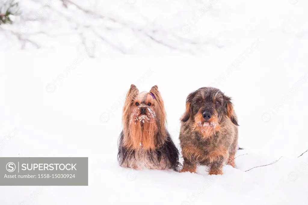 Snowy Dogs Posing In Snow, Yorkshire Terrier and Wire-haired Dachshund portrait, outdoor, winter scene