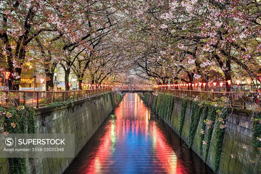 Cherry blossom trees at night in Tokyo, Japan