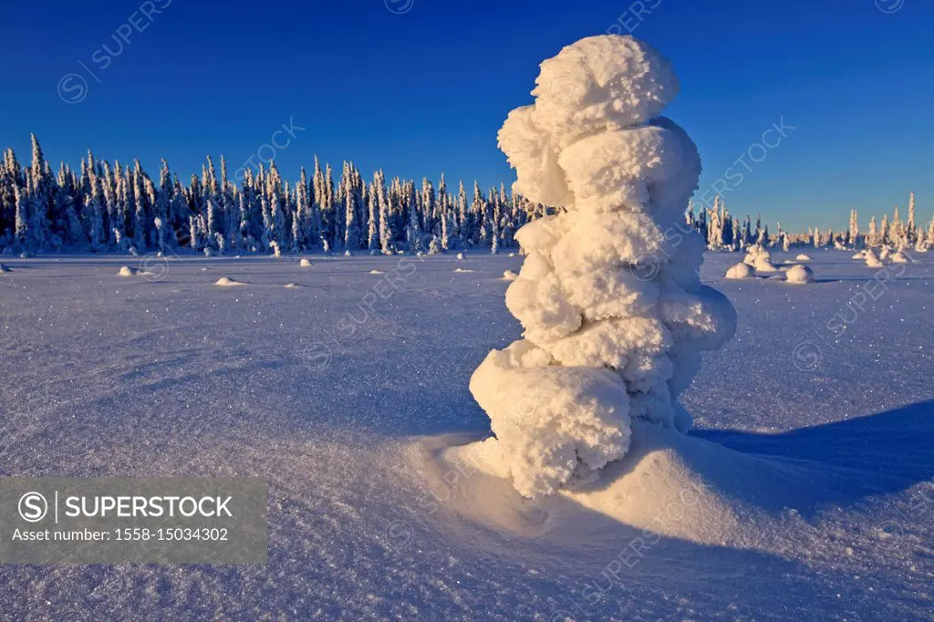 Sweden, Swedish Lapland, Laponia, winter scenery, trees,