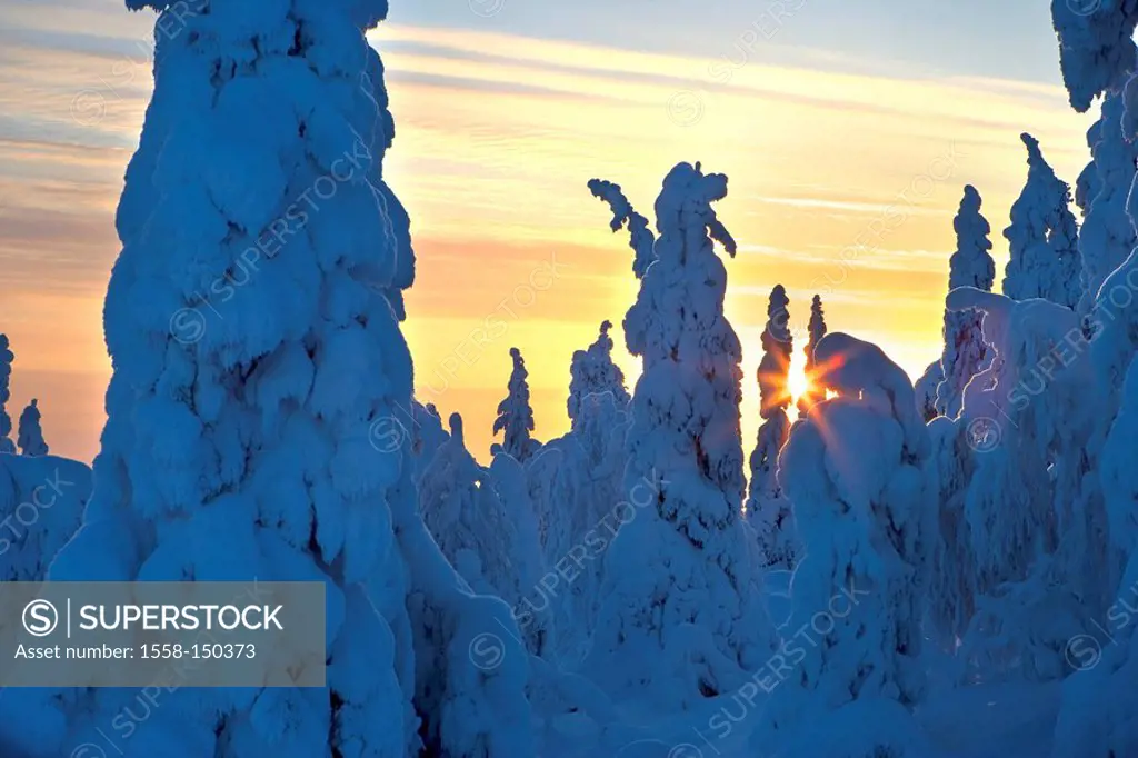 Finland, forest, spruces, snow_covered, sunrise, back light, Scandinavia, Lapland, season, winter, nature, Taiga, trees, conifers, snow, Rukatunturi, ...