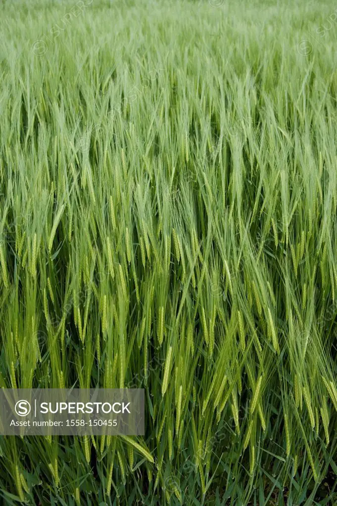 Wheat_field