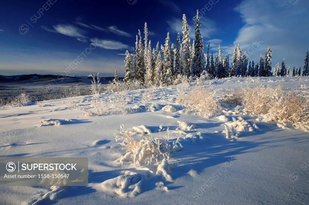 Canada, Alaska, Yukon, Wrangell St_Elias´ national_park, winter, North America, landscape, winter_landscape, winter forest, mountain_chain, mountains,...