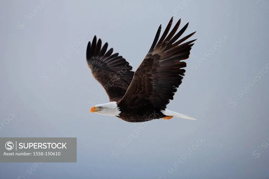 white_headed eagle, Haliaeetus leucocephalus, flight, at the side, Wildlife, wildlife, animals, wild animals, bird, bird of prey, robbery_bird, eagles...