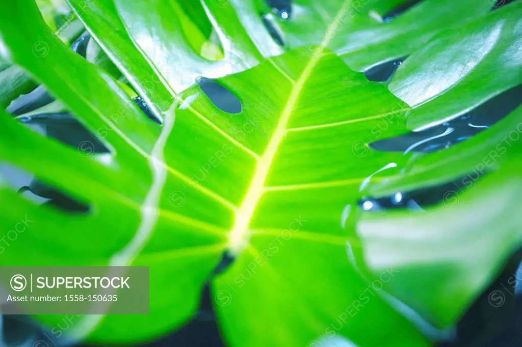 Tarpaulin_leaf, water