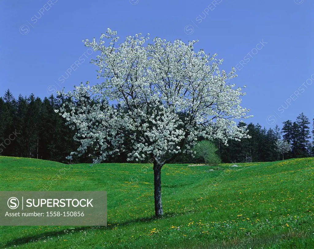 Cherry tree, bloom, spring, flower meadow, tree, broad_leafed tree, fruit tree, solitaire_tree, cherry_bloom, prime, season, nature, flowerage, cultiv...