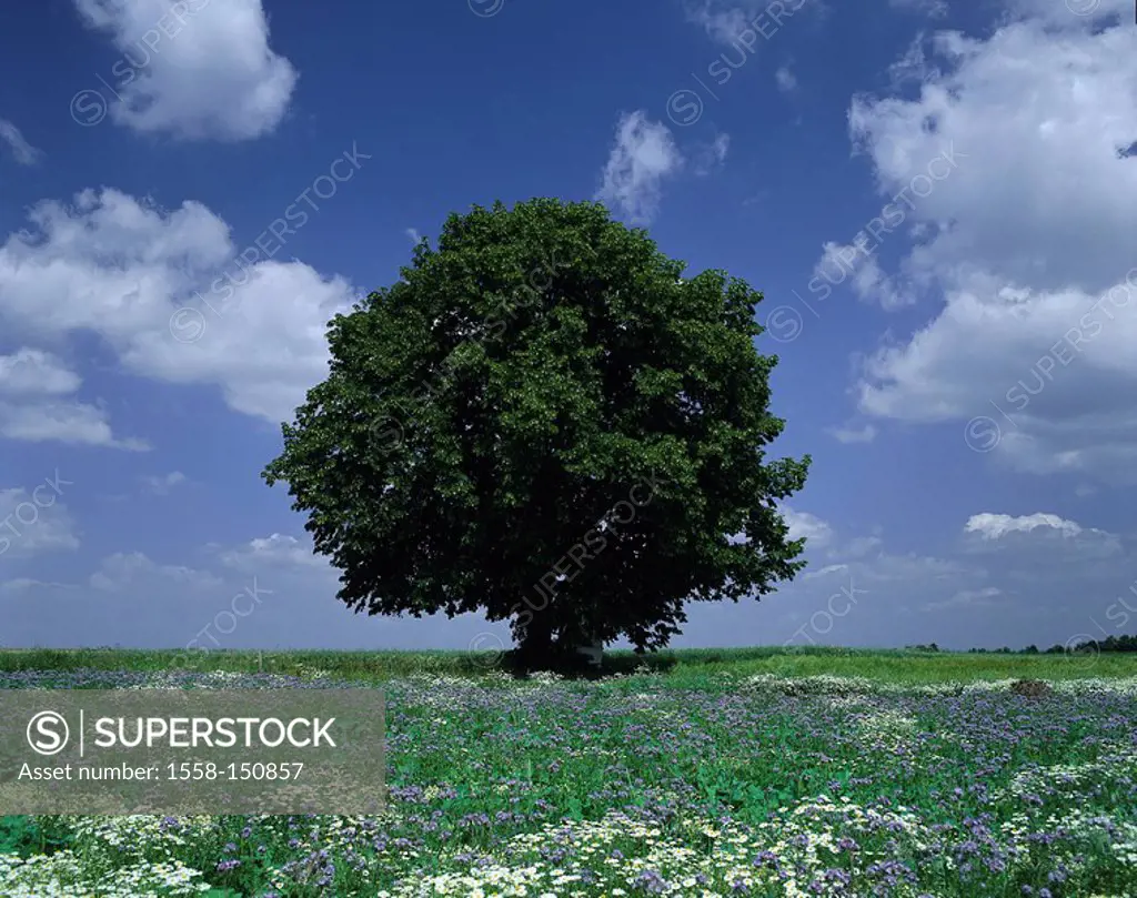 flower meadow, lime_trees, meadow, flowers, tree, broad_leafed tree, solitaire_tree, nature, silence, silence, deserted, clouded sky,