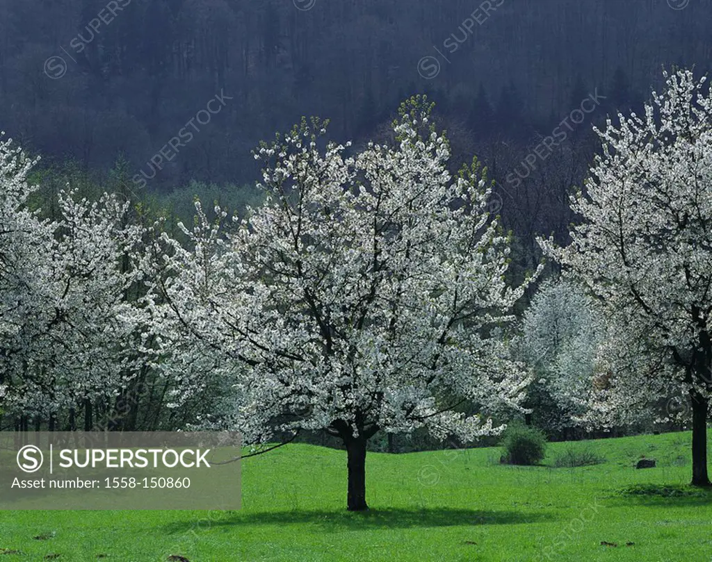 Cherry_trees, bloom, spring, meadow, trees, broad_leafed trees, fruit trees, cherry_bloom, prime, season, nature, flowerage, cultivation, cherries,