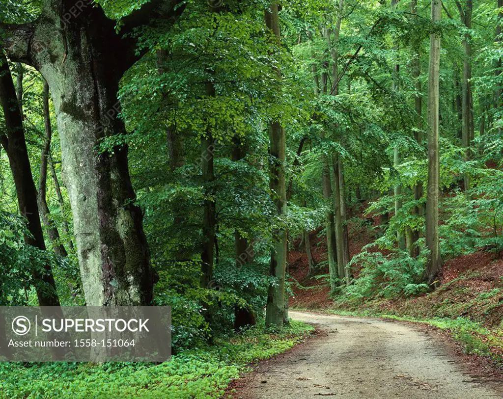 Forest, forest_streets, detail, deciduous forest, beech_forest, trees, broad_leafed trees, beeches, way, road, streets, deserted, loneliness, nature,