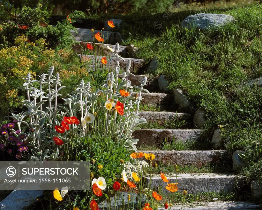Garden, stone_stairway, summer_flowers, detail, stairway, nature,stone, nature stone_stairway, flower bed, flowers, poppies, bloom, prime, nature, des...