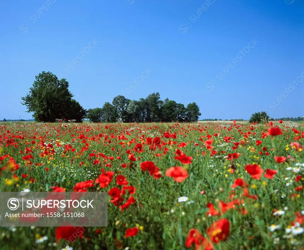 Poppy_meadow, bloom, summer, field_landscape, tree_group, flowers, summer_flowers, poppies, prime, corn poppy_meadow, poppy, corn poppy, nature, seaso...