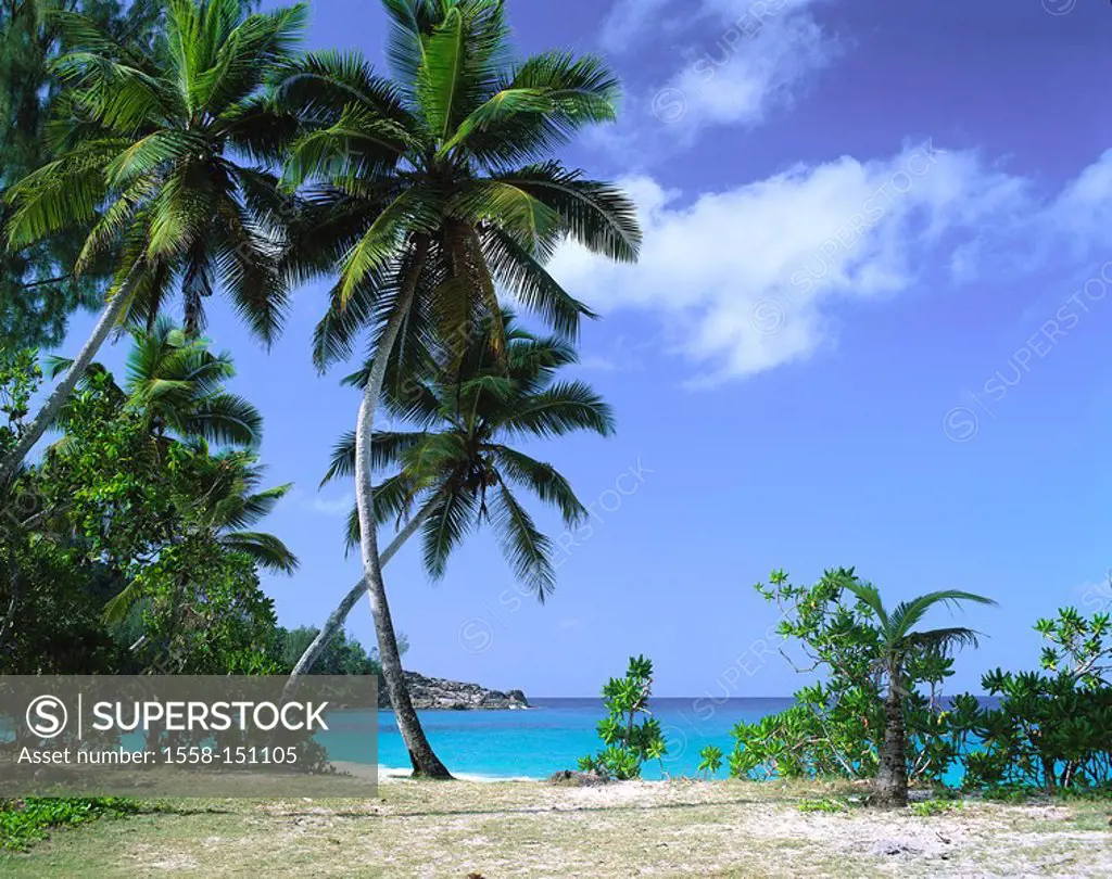 Seychelles, coast, bay, palms, lake,island state, island_group, coast, coast_landscape, trees, bushes, forest, nobody, vacation, dream_island, dream_v...