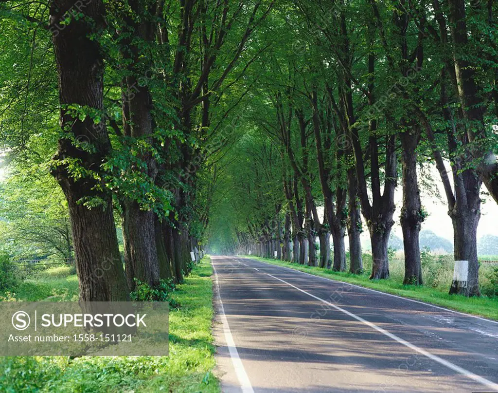 Country road, avenue, summer, streets, trees, avenue_trees, broad_leafed trees, trees, tree_rows, deserted, nature, silence, concept, straight ahead, ...