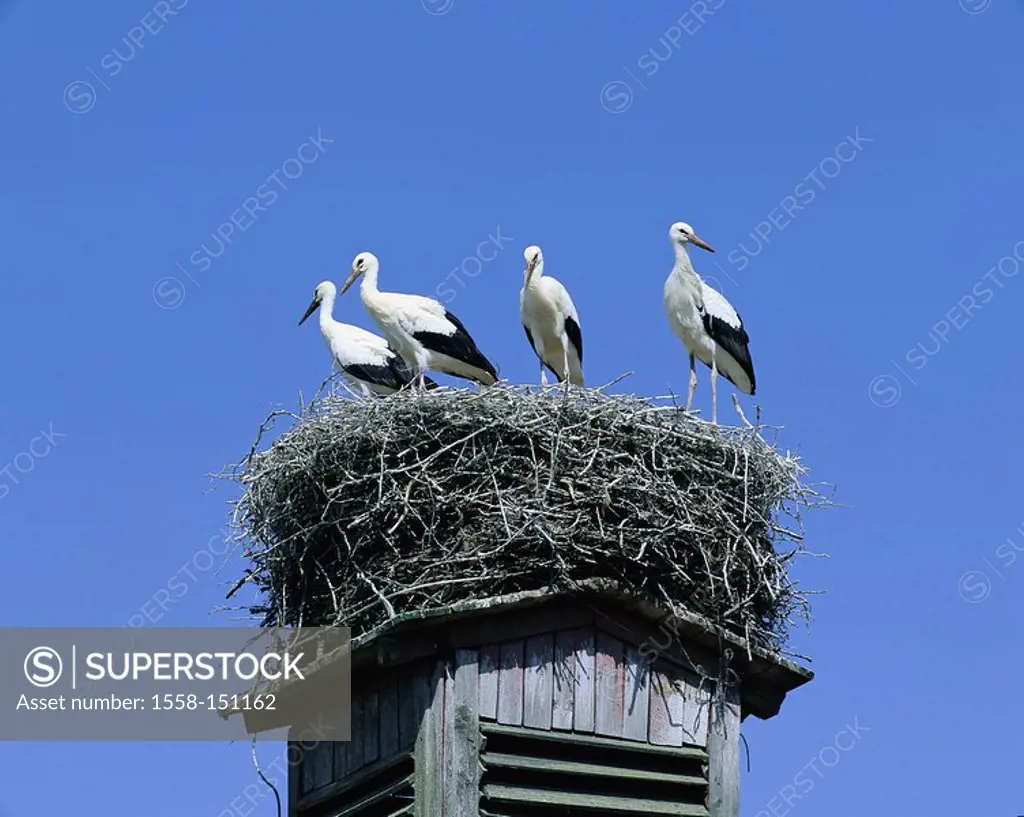 Buildings, chimney, storks nest, storks, buildings, nest, nesting place, animals, birds, migratory birds, waders, storks, White storks,