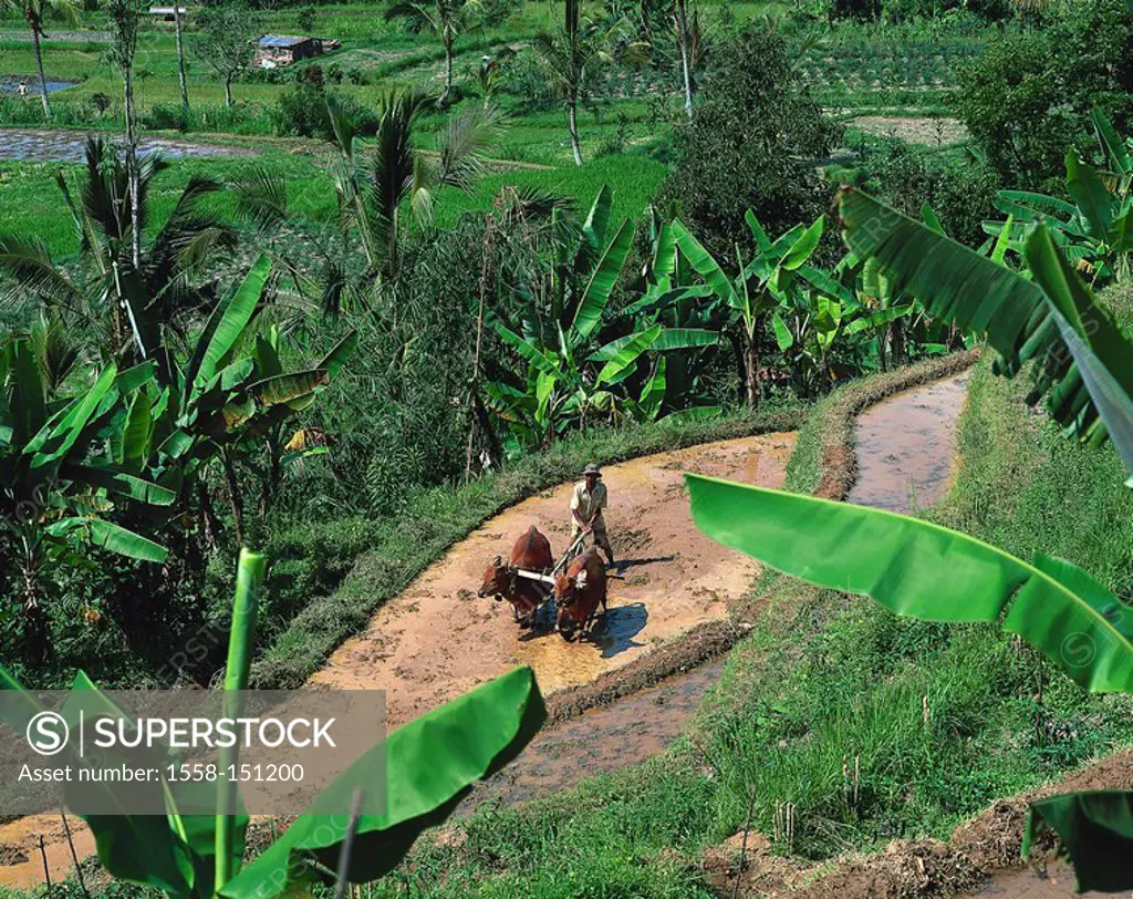 Indonesia, island Bali, paddy, farmers, cows, plows, economy, agriculture, rice_cultivation, wet_paddies, wet_rice_cultivation, field work, people, ma...