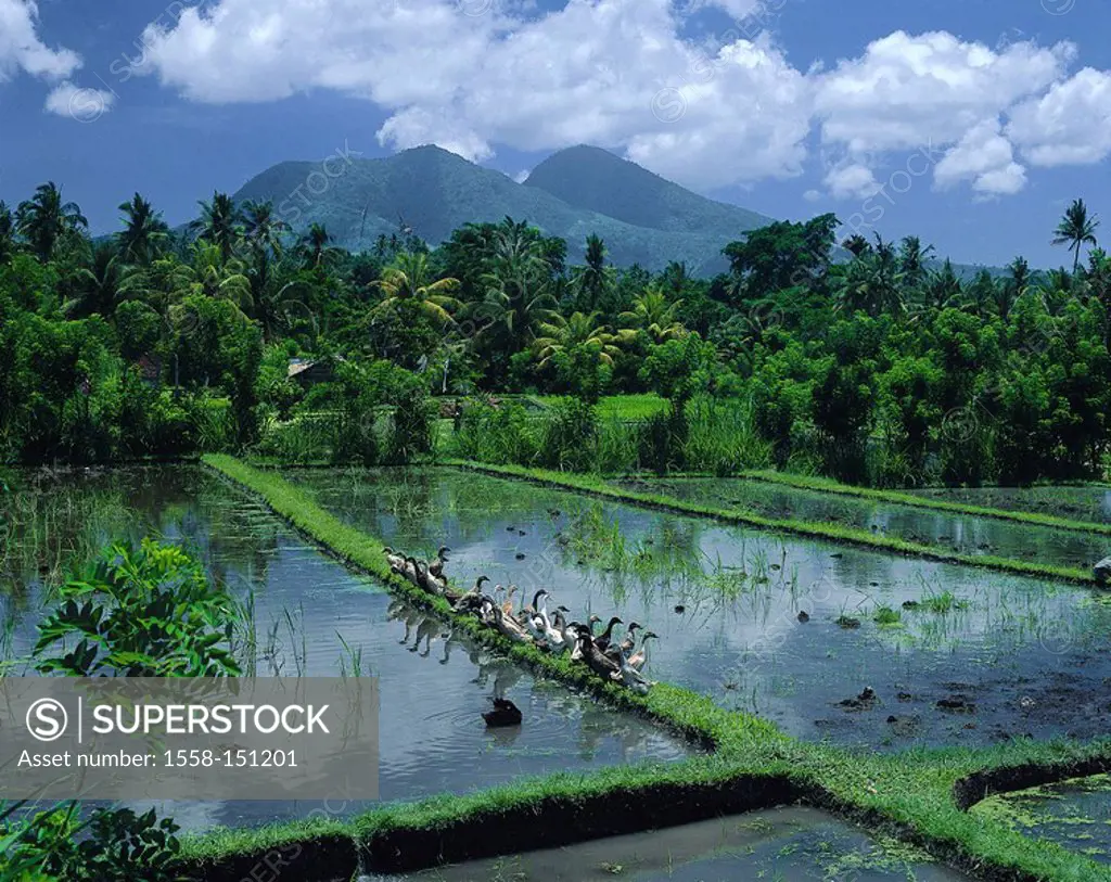 Indonesia, island Bali, Amlapura, paddies, Laufenten, mountains, clouded sky, economy, agriculture, rice_cultivation, wet_paddies, wet_rice_cultivatio...