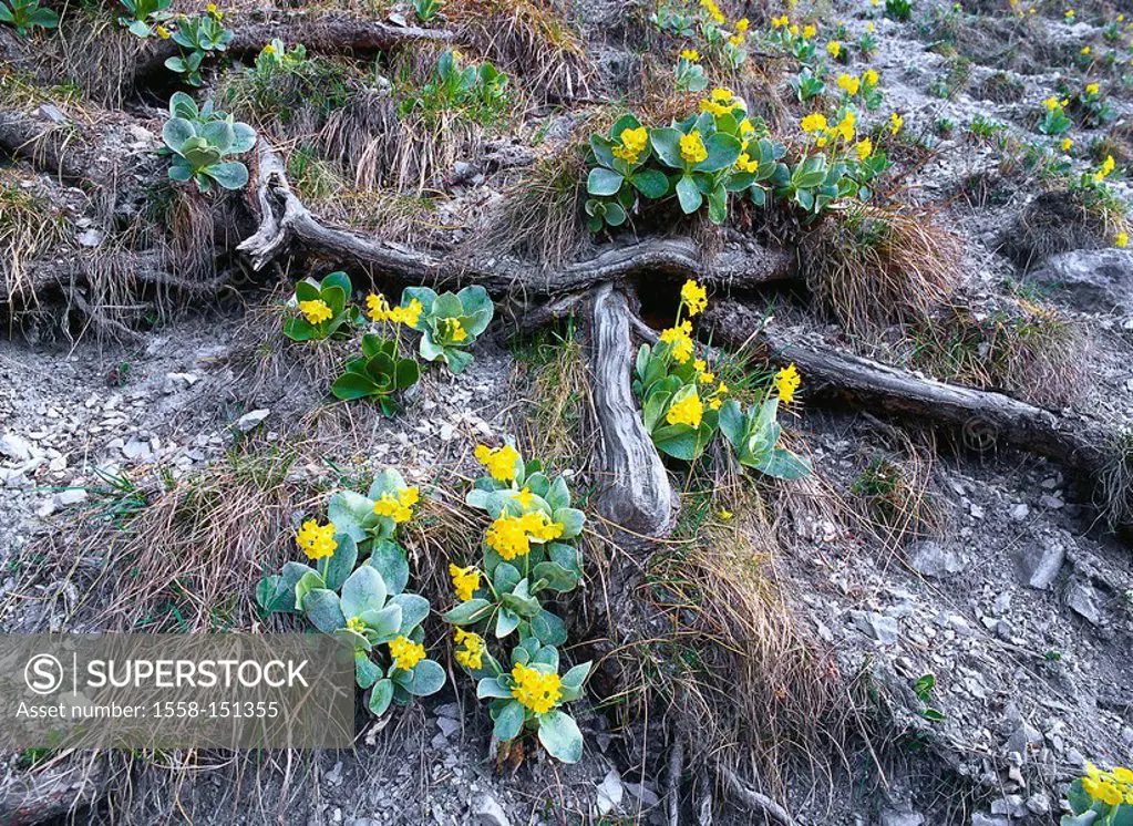 mountain_region, rocks, bear´s ear, Primula auricula, Alps, vegetation, plants flowers primroses Alpine bear´s ear Alps_cowslip, spring_flowers, sprin...