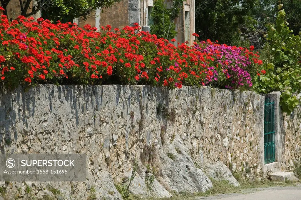 stone_wall, geraniums, house, house_wall, property_wall wall gate flowers flower_splendor, flowerage, red, shining, sunny, outside, summer, ornament_f...