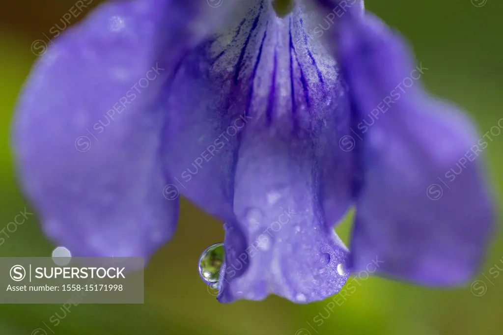 Rope on violet blossom, viola, close-up