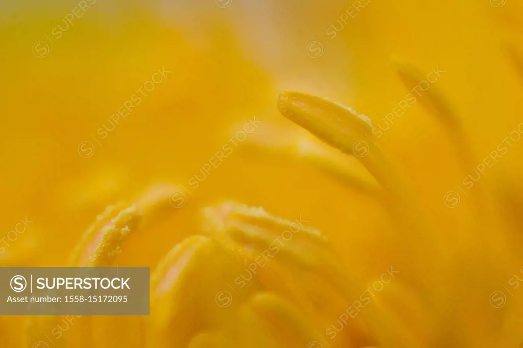 Stamen of a marsh marigold, blossom, close-up, Caltha palustris