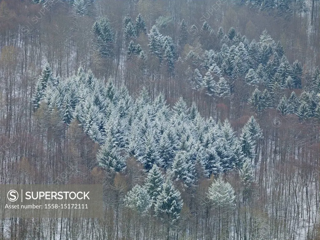 Winter forest near the castle Trifels, Palatinate Forest, Rhineland-Palatinate, Germany,