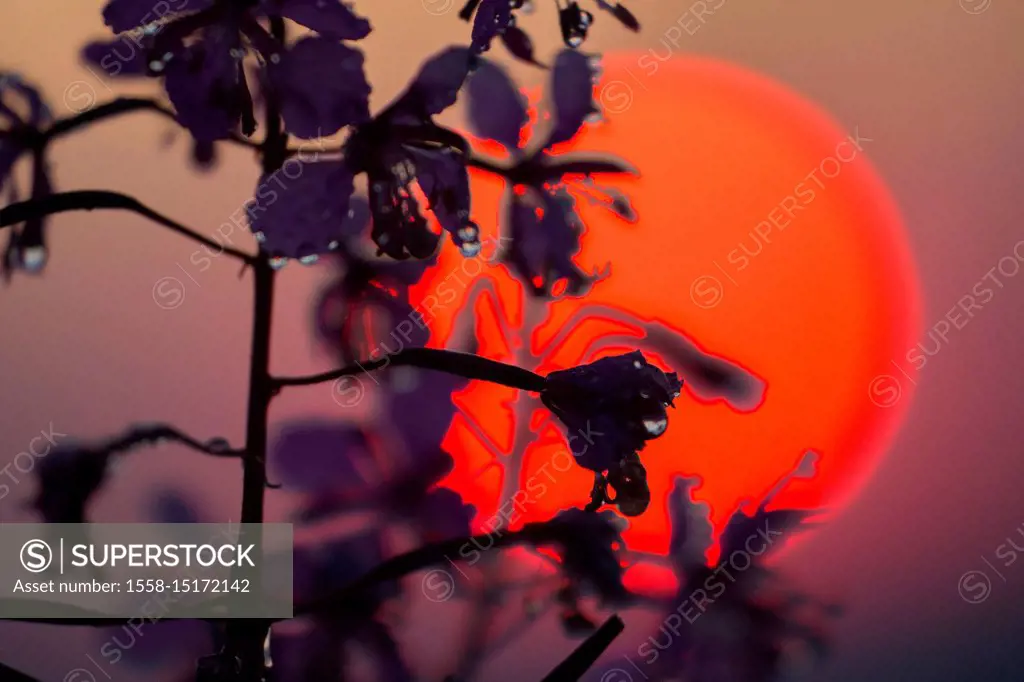 Fireweed in front of sunset, Epilobium angustifolium, close-up