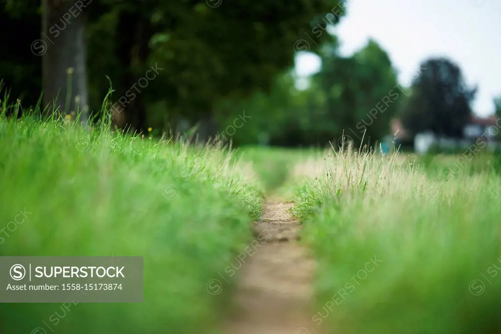 small path through a meadow