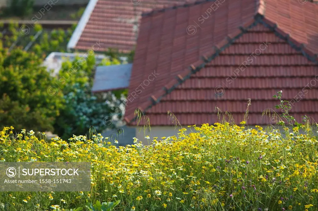 flower meadow, background, house_roofs, detail, blur, nature, meadow, flowers, yellow, summer deserted residence brick_roof, outside,
