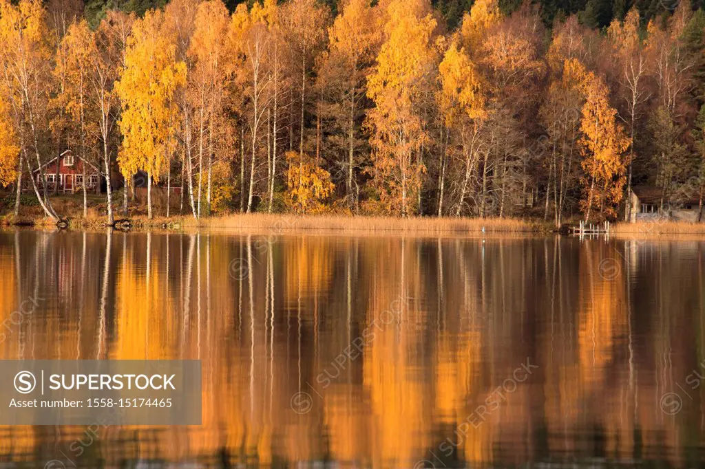 Forest in autumn colors reflected on the lake surface