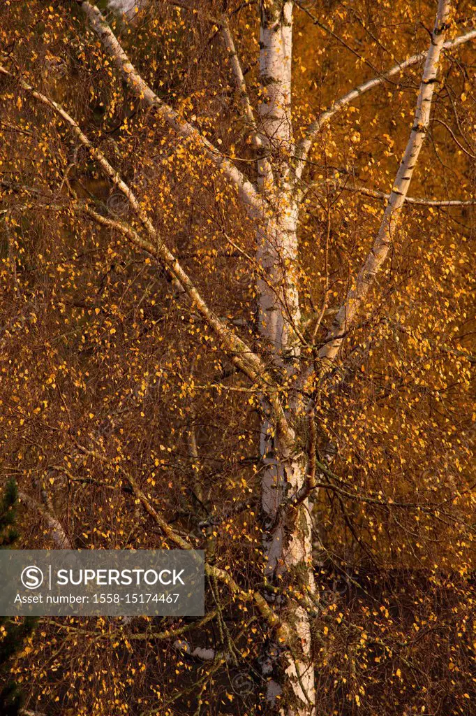 Birch tree with autumn yellow leaves