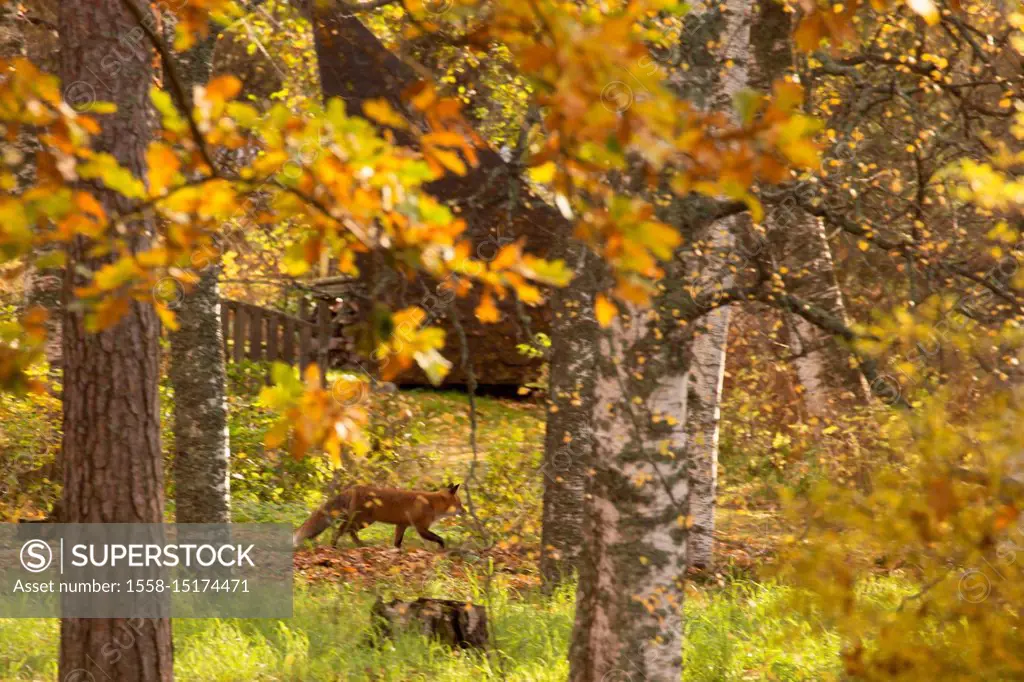 Red Fox, vulpes vulpes, Adult walking in autumnal garden, Finland