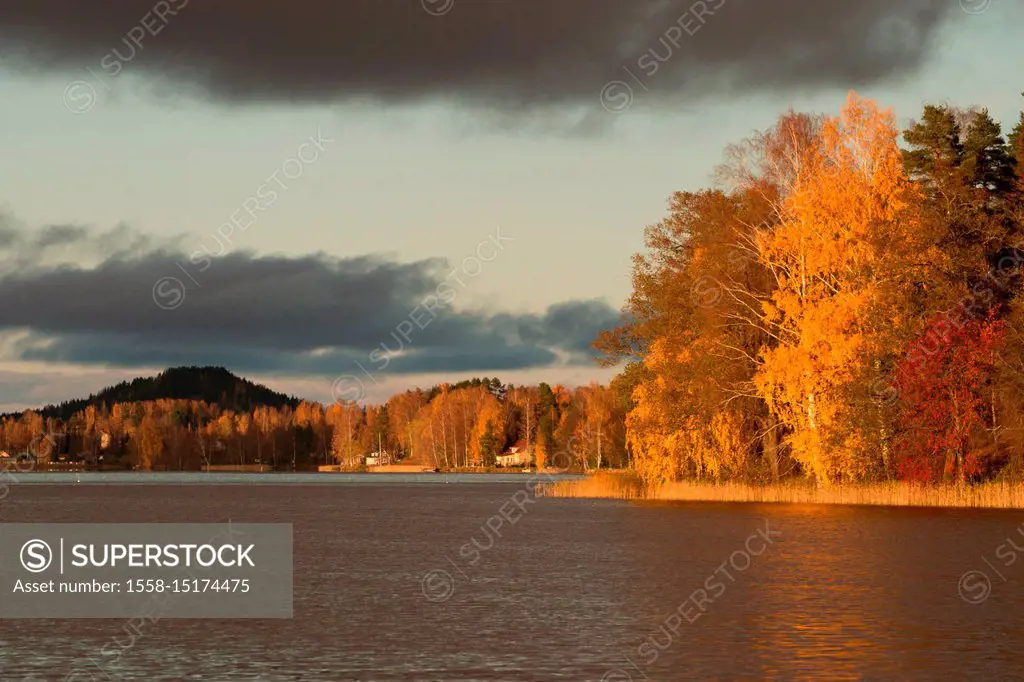 Landscape of a forest in beautiful fall colors by the lake, grey sky background