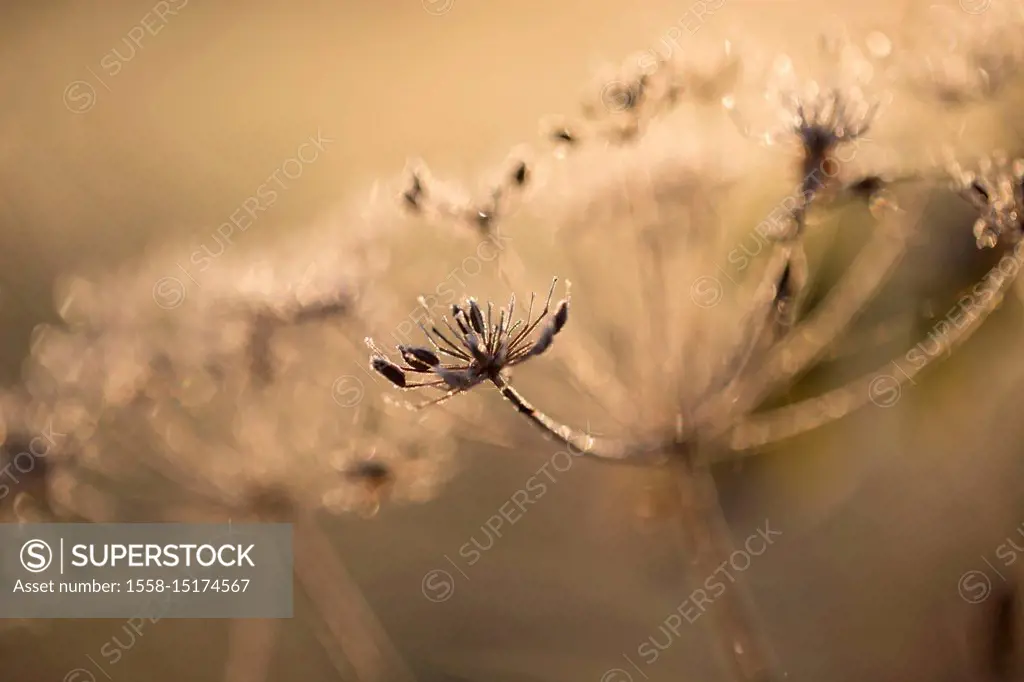 Closeup of hoarfrost crystalline on dry plant, blurred background