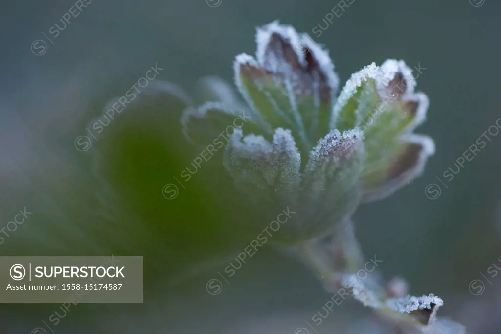 Closeup of frozen gooseberry leaves