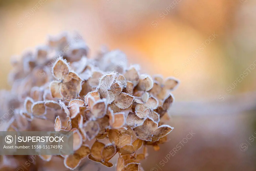 Closeup of hoarfrost dried hydrangea on a blur background