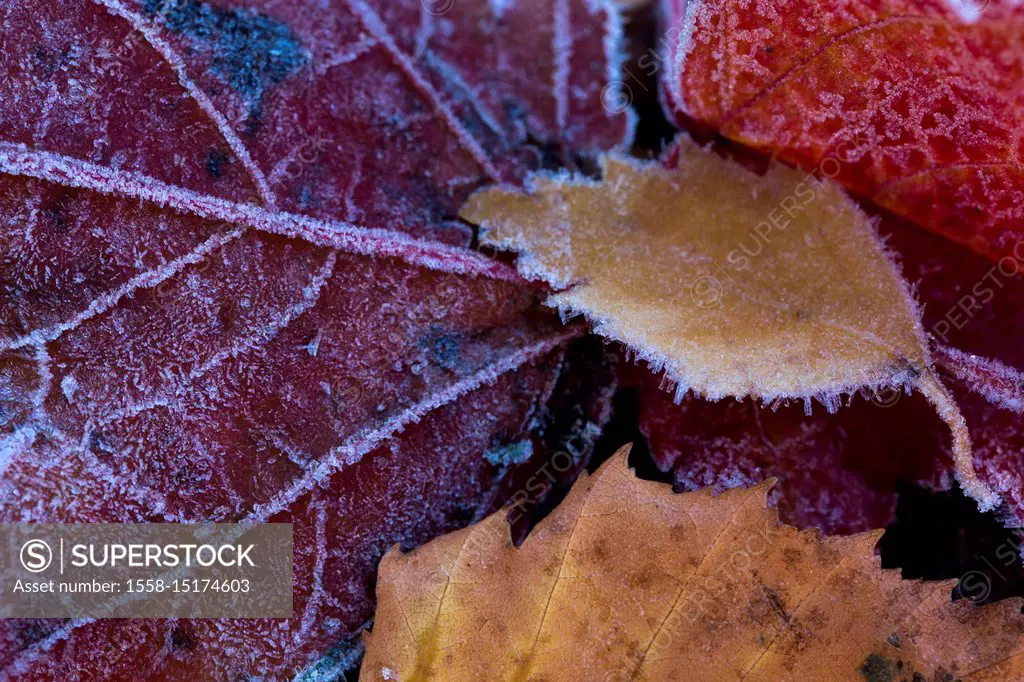 Closeup of frozen colorful leaves